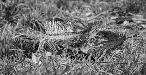 wild iguana in black and white