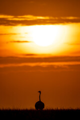 Common ostrich silhouetted on horizon at sunset