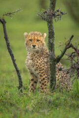 Cheetah cub sits under thornbush watching camera