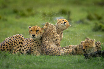 Fototapeta premium Cheetah cub sits with family shaking head