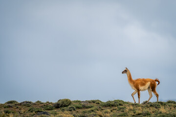 Guanaco walks along ridge against cloudy sky