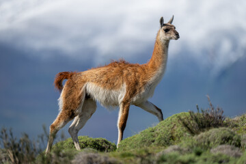 Guanaco walks along ridge with mountains behind