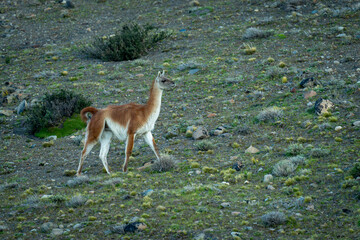 Guanaco walks across rocky slope near bushes