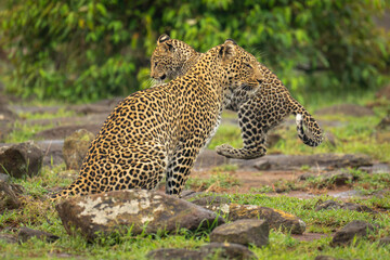 Leopard cub jumps past mother among rocks