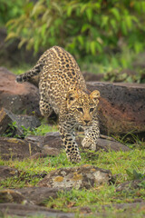 Leopard cub runs over rocks near bushes