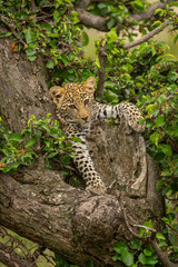 Leopard cub lies in tree staring downwards