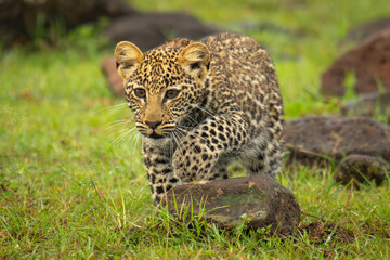 Leopard cub walks over rocks lifting forepaw