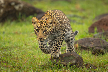 Leopard cub walking over rocks lifting paw