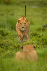 Lioness jumps towards sister lying in grass