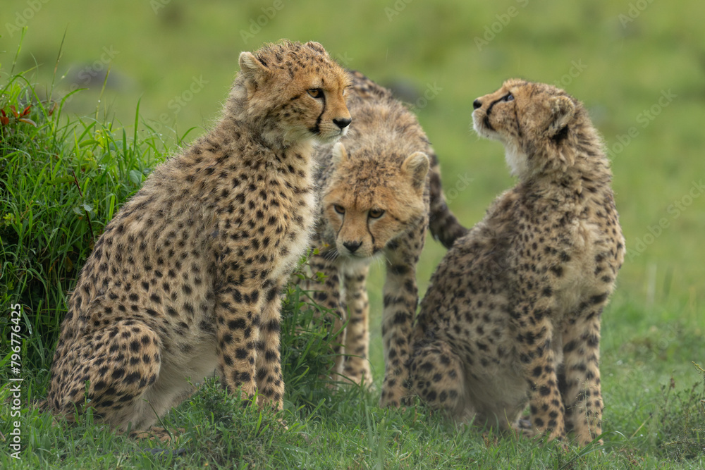 Wall mural Three cheetah cubs on grass in rain