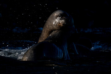 Two South American sea lions play in water - obrazy, fototapety, plakaty