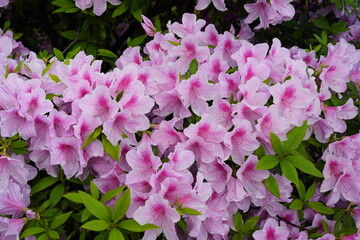 ツツジの花が咲いている