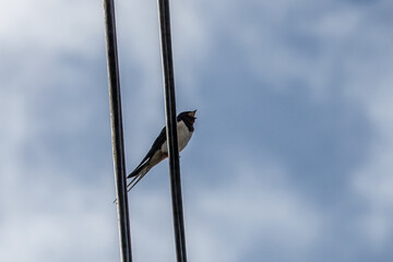swallow a small bird with dark glossy blue backs red throat pale underparts and long tail streamers perched on a cable with blue sky in the background © Penny