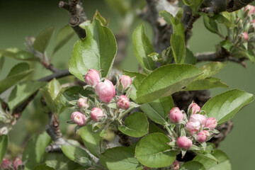 close up of Malus domestica borkh apple blossom