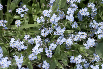 close up of forget me nots a symbol of true love and respect