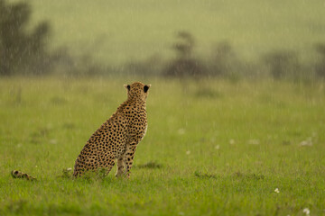 Female cheetah sitting on grass facing away