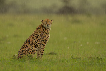 Female cheetah sits on grass watching camera