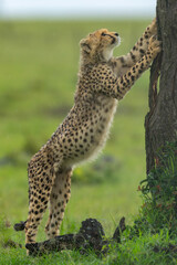 Cheetah cub stands leaning on tree trunk