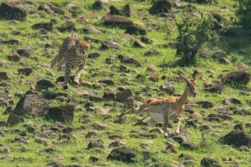 Female cheetah chases impala over rocky ground