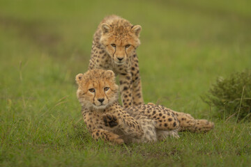 Cheetah cub stands over another on grass
