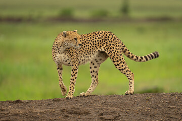 Female cheetah stands on bank looking round