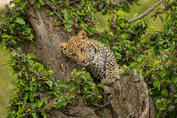 Leopard cub leans against tree looking down