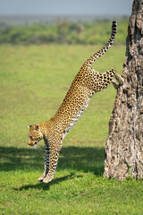 Female leopard jumps down from tree trunk