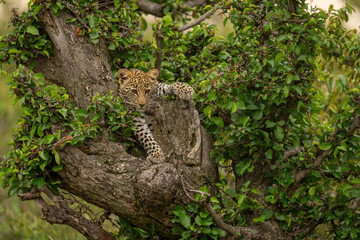 Leopard cub lies in tree staring downward