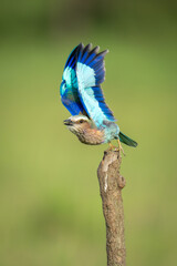 Lilac-breasted roller takes off from vertical stump