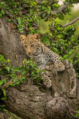Leopard cub lies in tree staring down