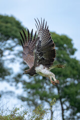 Martial eagle dives past trees lifting wings