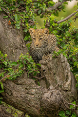 Leopard cub lies in tree looking down