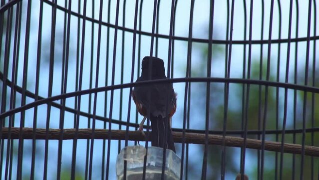 magpie, song bird in a cage