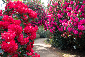 Floral colours in springtime: brightly coloured rhododendron flowers, photographed at end April in...