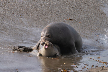 Elephant Seals on the beach in California fighting and mating.