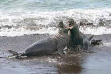 Elephant Seals on the beach in California fighting and mating.