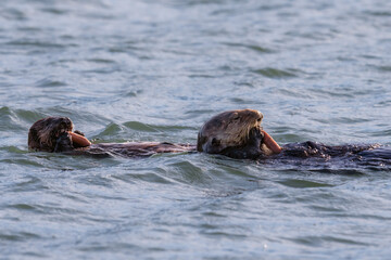 Fototapeta premium California sea otter mama and baby swimming