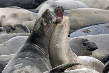Elephant Seals on the beach in California fighting, nursing, and mating.