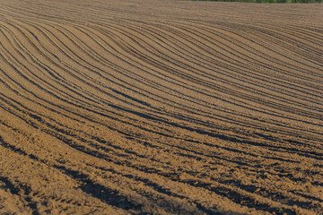 Naklejka premium Plowed, Planted And Hilling Rows Black-earth Field. Ground Texture