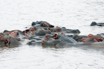 hippopotamuses in water