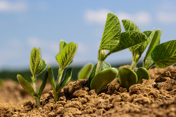 Young green soybean leaves in the field