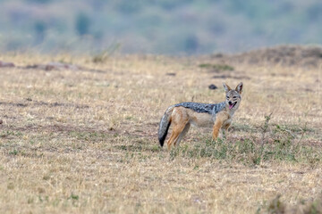 jackal hunting dog in the grass