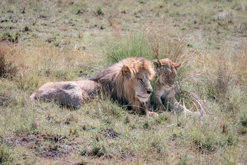 lion and lioness resting