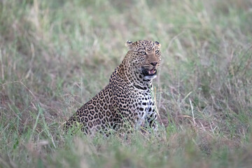 leopard in the grass