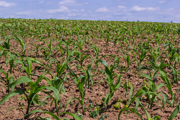 Young corn plants growing on the field on a sunny day. Selective focus