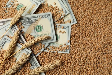 Dollar banknotes and wheat ears on grains, top view. Agricultural business