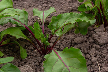 Leaf of beet root. Fresh green leaves of beetroot or beet root seedling. Row of green young beet leaves growth in organic farm. Closeup beetroot leaves growing on garden bed. Field of beetroot foliage