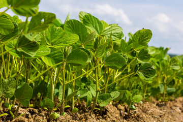 A tender sprout of a soybean agricultural plant in a field grows in a row with other sprouts. Selective focus.