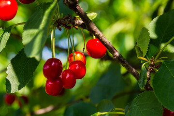 Cherry tree branch with ripe large fruits