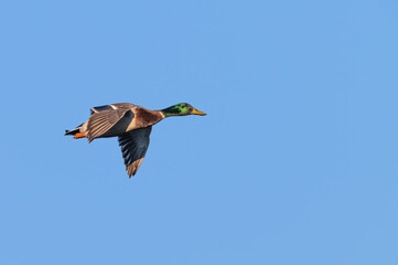 Closeup of a male mallard duck flying against a blue sky.